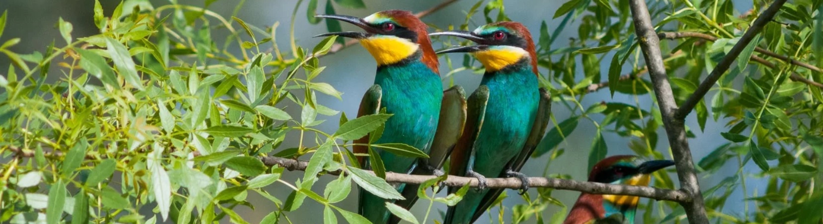 I Encontro Internacional de Ecoturismo