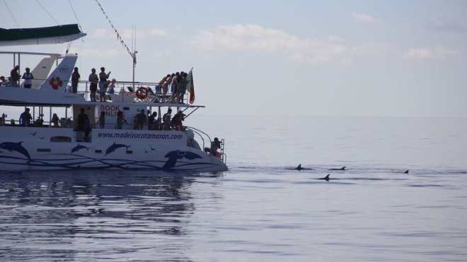 VMT Madeira