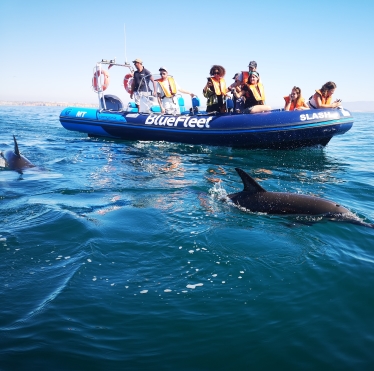 BlueFleet - Dolphin watching in Lagos