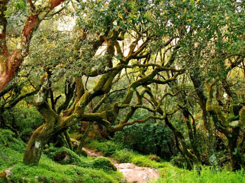 I Jornadas de Natureza, Saúde e Bem-Estar_credits iNature