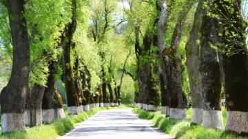 Como Chegar? - Road in the Alentejo, by Inacio Pires