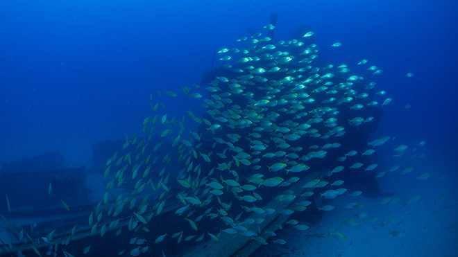 Rhea Dive