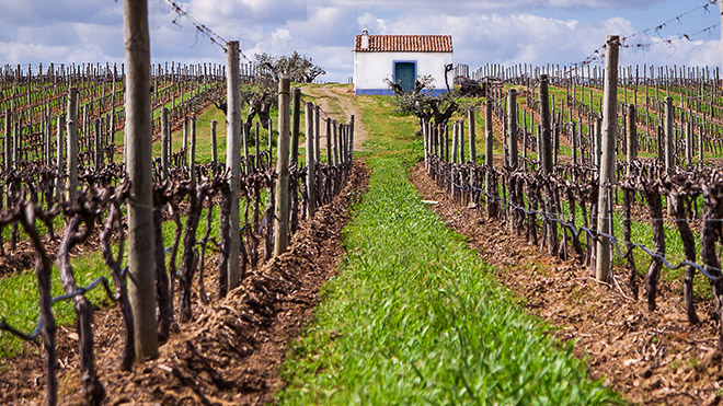 Ribafreixo Wines